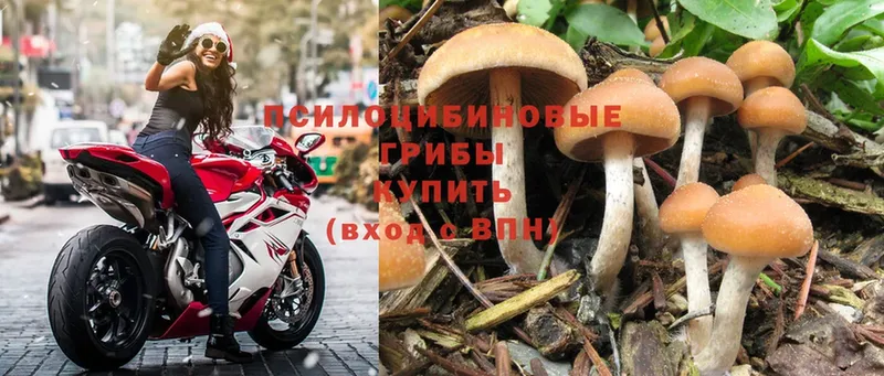 как найти закладки  Ивдель  Псилоцибиновые грибы Cubensis 